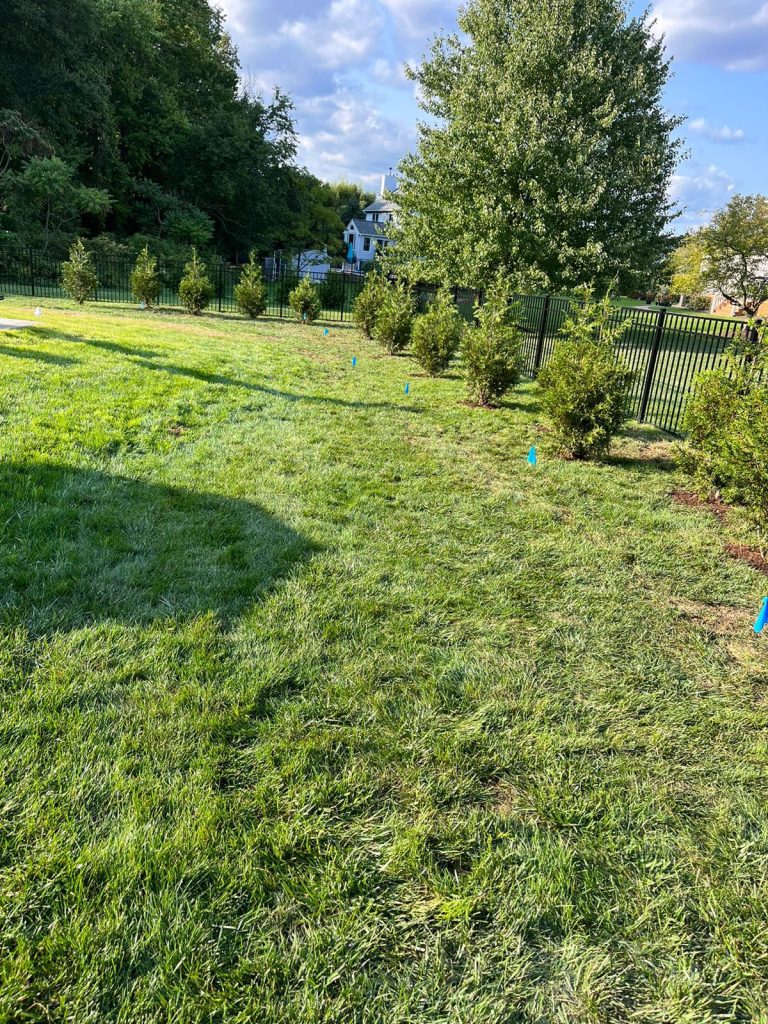 Established lawn