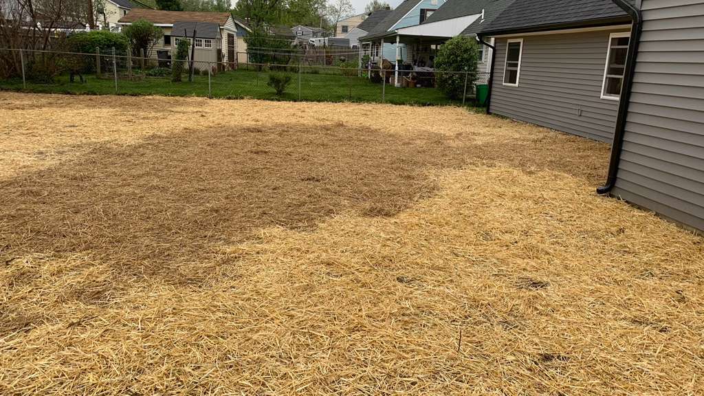 Backyard & lawn before